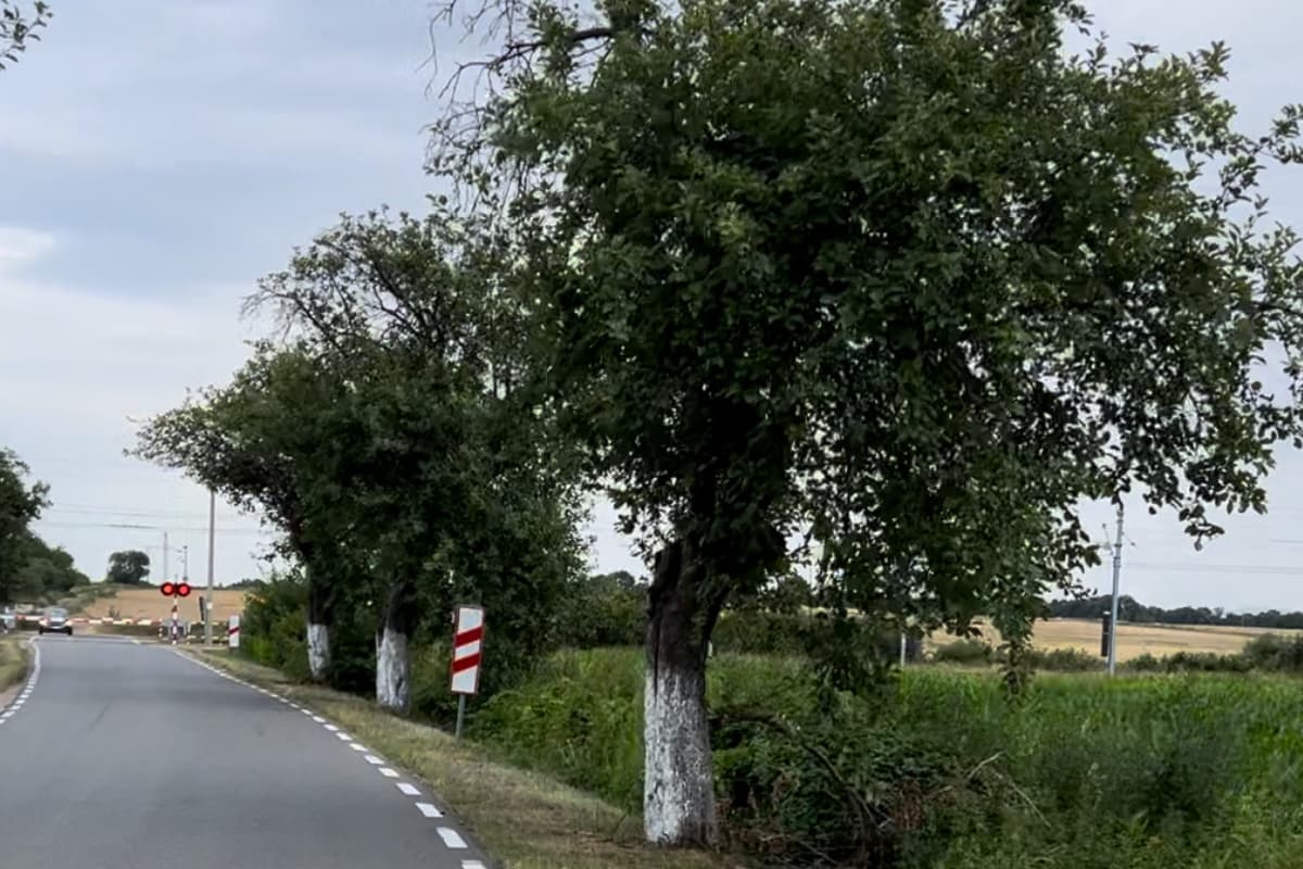 Charakterystyczne białe drzewa przy drodze w Dzikowej