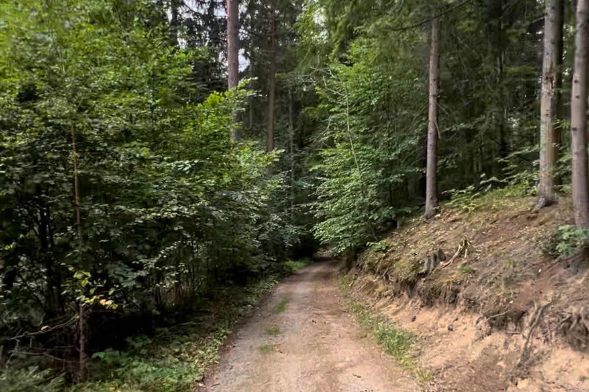 Szutrowa droga w lesie w okolicach Karkonoszy
