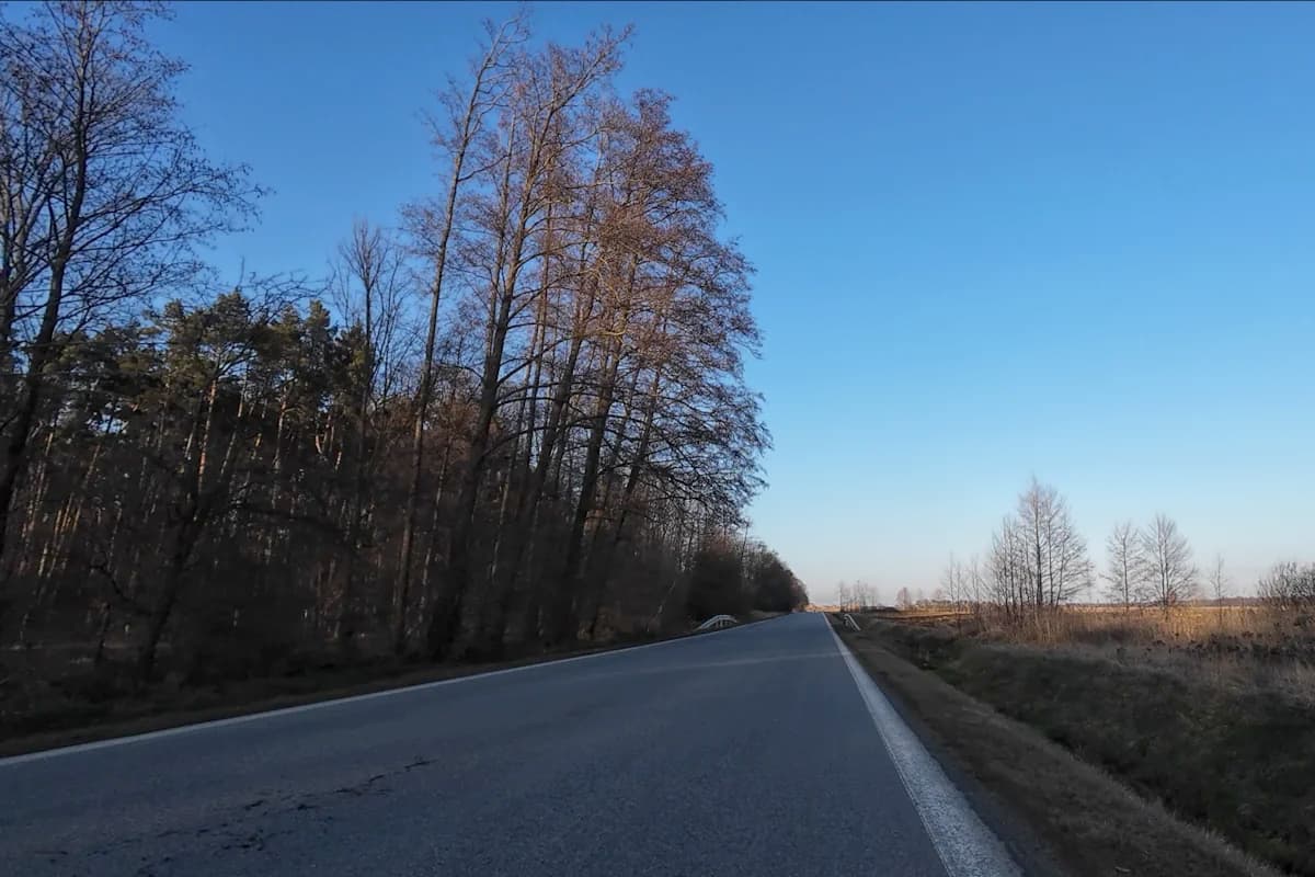 Lasek za Kątami Wrocławskimi na pętli rowerowej