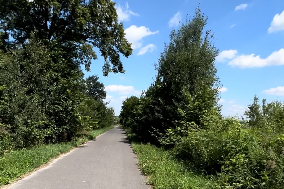 Asfaltowa ścieżka rowerowa Wołów-Lubiąż z drzewami po bokach