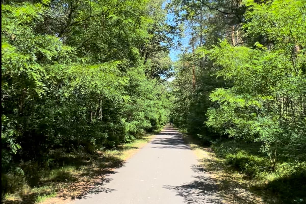 Bardziej zalesiony fragment ścieżki
